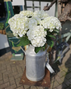 Hydrangea Churn