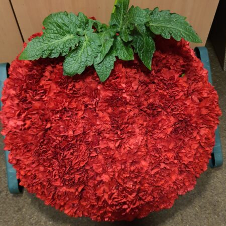 Tomato Tribute