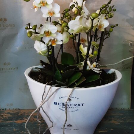 Beautiful Besserat Champagne Cooler