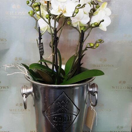 Champage Cooler with Orchids!