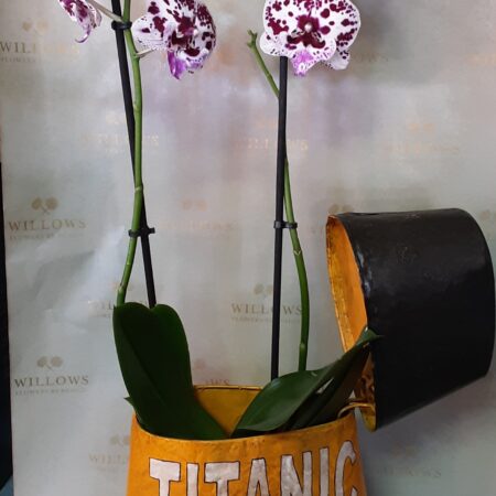 Titanic Tin!